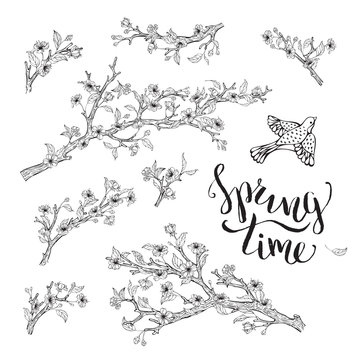 Vector set of spring branches isolated on white background.