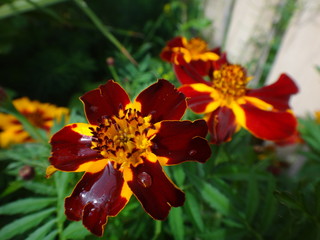 Flower in summer day
