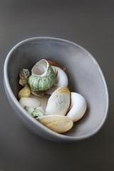 Close up of various shells