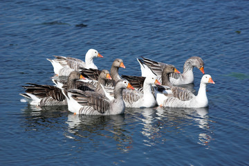 Fototapeta premium goose