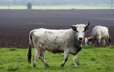 cattle