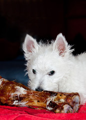Fototapeta na wymiar West Highland White Terrier kaut einen riesigen Knochen