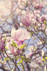Blooming magnolia branch on a tree in the garden. Flowering magnolia tree densely covered with beautiful fresh pink flowers