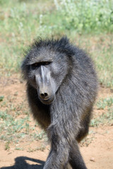 Baboon portrait, Namibia