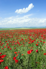  red poppies