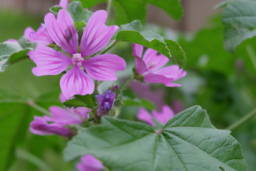 Fototapeta premium Purple flowers