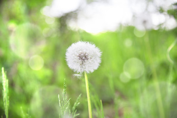 Dandelion on green grassy background