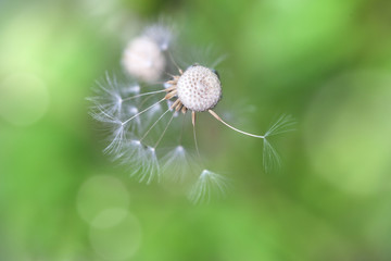 Dandelion on green grassy background