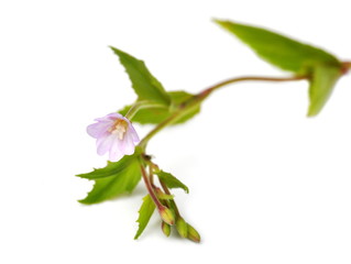 Broad-leaved willowherb on white background