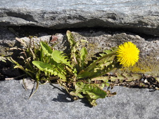 Dandelion growing by a stone wall