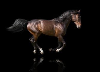 Fototapeta na wymiar isolate of the brown horse galloping