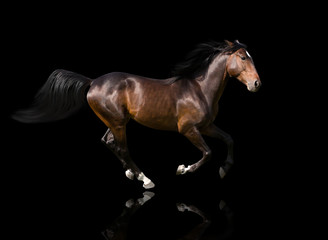 Fototapeta na wymiar isolate of the brown horse galloping on the black background