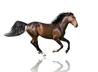 isolate of the brown horse galloping on the white background