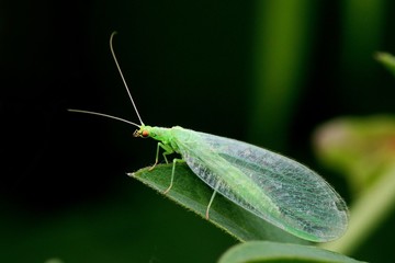 Biological pest control