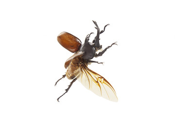 飛ぶカブトムシ