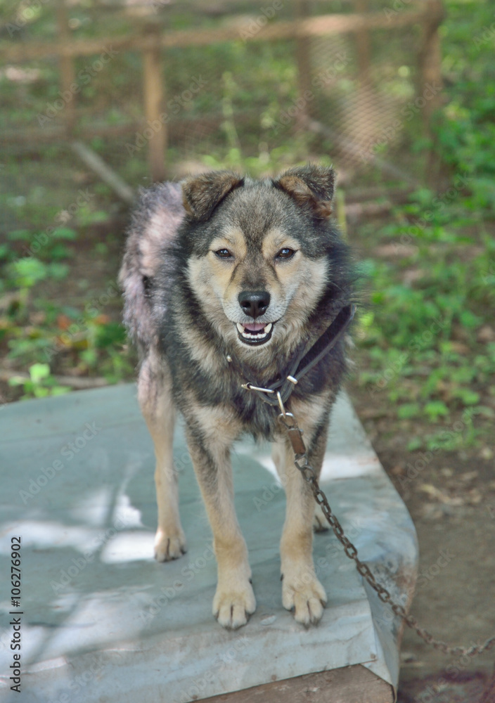 Poster Grey dog 1