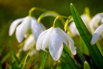 Snowdrop