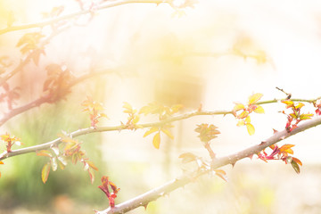 nature sun and spring