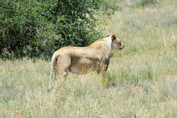 Lioness, Namibia, Africa