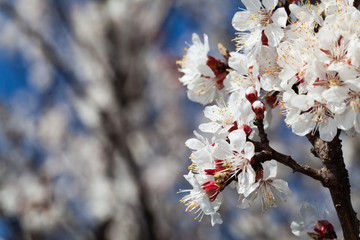 branch of cherries flowers