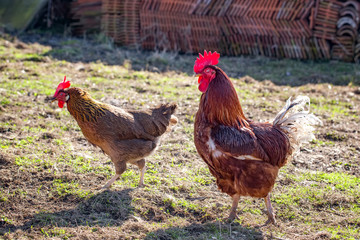 Rooster and hen