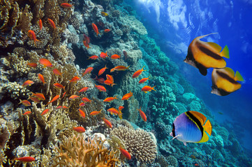 Panele Szklane Podświetlane  Podwodna scena przedstawiająca różne kolorowe ryby pływające
