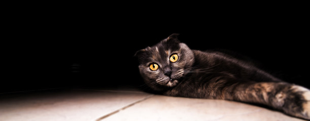 Cat Scottish fold with black background