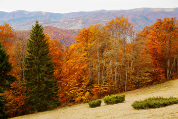 Fototapeta premium .Beech forest on the slopes of the Carpathian Mountains in the fall.