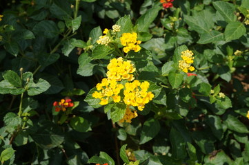 Obraz premium Yellow lantana flowers