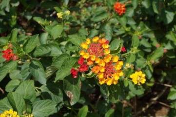 Yellow lantana flowers
