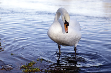Weisser Schwan am Rhein