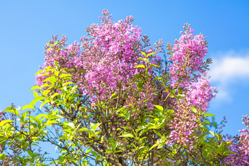 Obraz premium lilac flowers