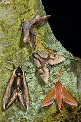 Selection of British hawk-moths; poplar hawk-moth (Laothoe populi); pine hawk-moth (Hyloicus pinastri); privet hawk-moth (Sphinx ligustri); elephant hawk-moth (Deilephila elpenor). Family Sphingidae