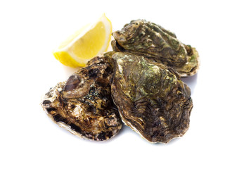 Fresh  oyster on white background
