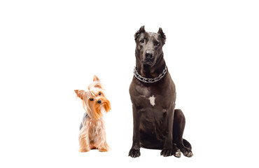 Obraz premium Staffordshire Terrier and Yorkshire terrier sitting together