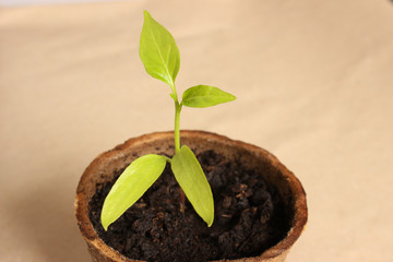 Junge Paprikapflanze