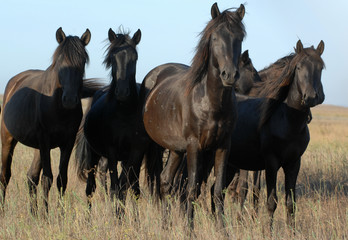 Free-roaming herd of feral horses in Letea Forest, Romania