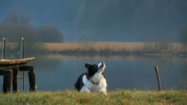 A border collie catching a stick in the air in slow motion