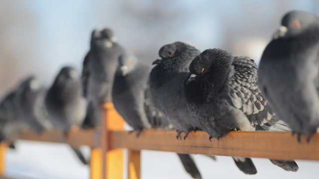 A flock of blue gray pigeons sitting on the fence and then flies away