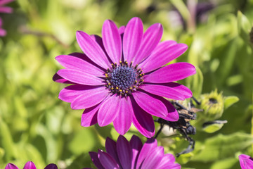 Obraz premium Dimorphotheca ecklonis pink flower