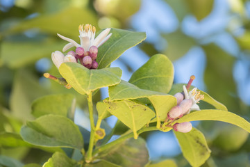 Lemon blossom in spring