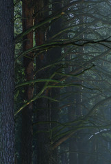 Sosnowy las © zibin