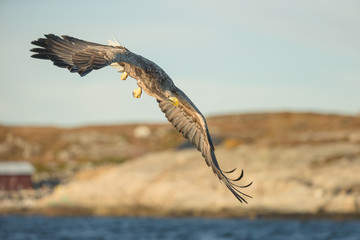 White-tailed Eagle Hunting
