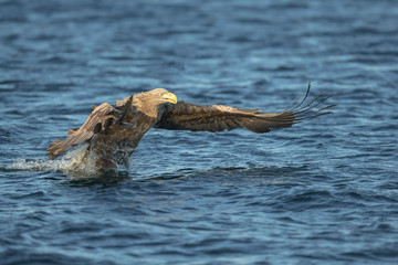Fototapeta premium White-tailed Eagle Hunting