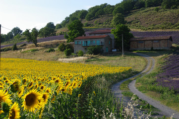 F, Alpes-de-Haute-Provence, le Castellan, einsamer Bauernhof mit Sonnenblumenfeld, leuchtende, strahlend gelbe Sonnenblumen in Sonnenlicht 