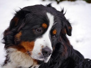 Berner Sennenhund