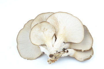 Mushroom isolated on white background