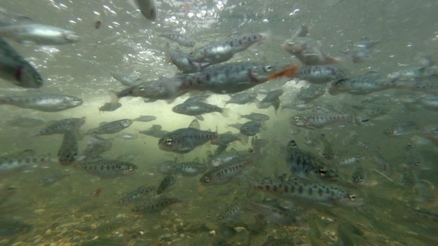 Fresh and sustainable one month old rainbow trout fish farming in the breathtaking Ecuadorian Andes,offering a unique underwater experience.