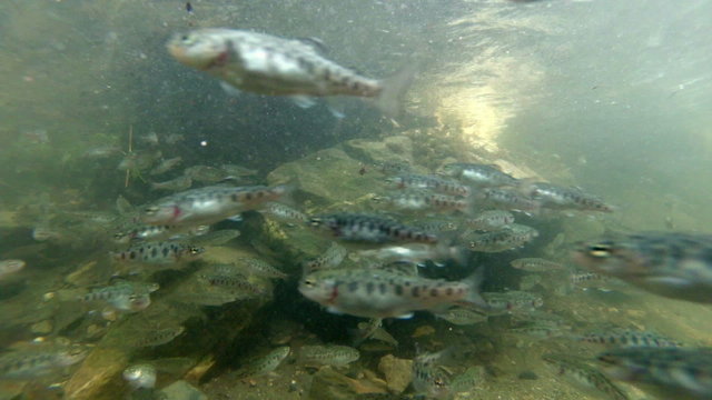 Vibrant one month old rainbow trout swimming gracefully in their underwater habitat.