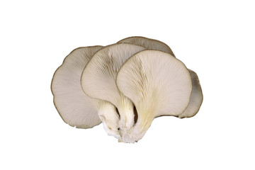 Mushroom isolated on white background